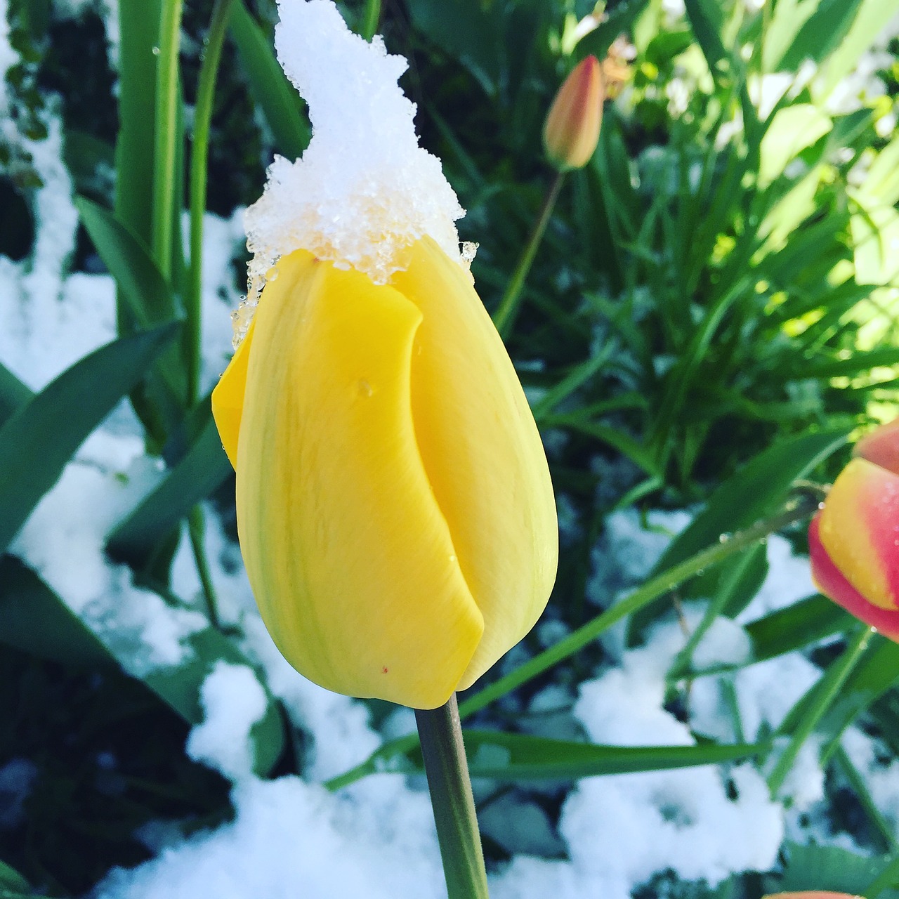 tulip flower winter free photo