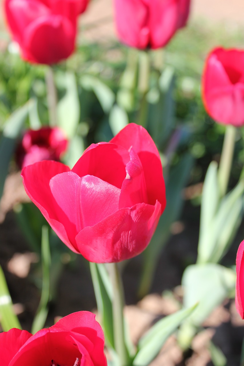 tulip pink red free photo