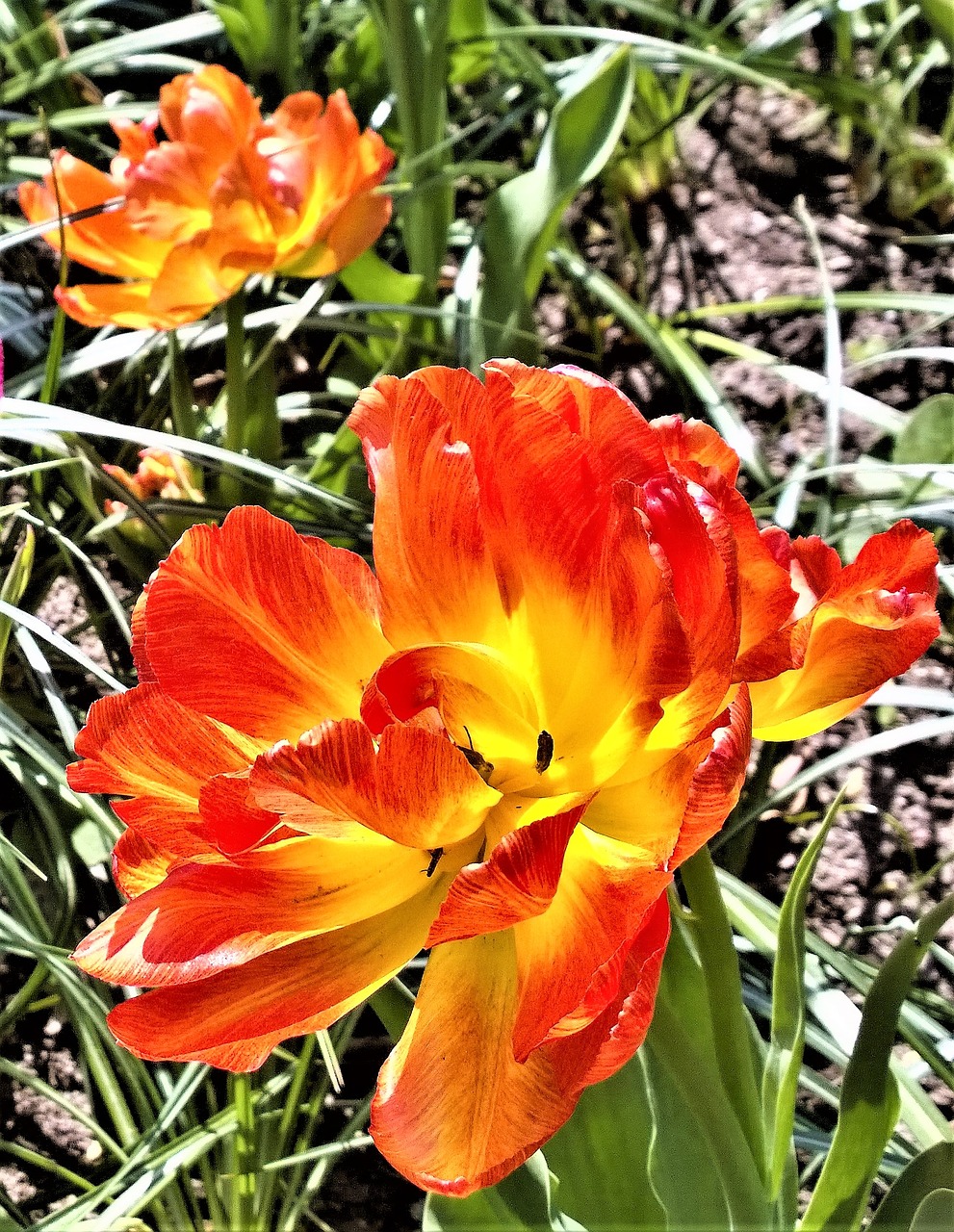 tulip flower spring free photo