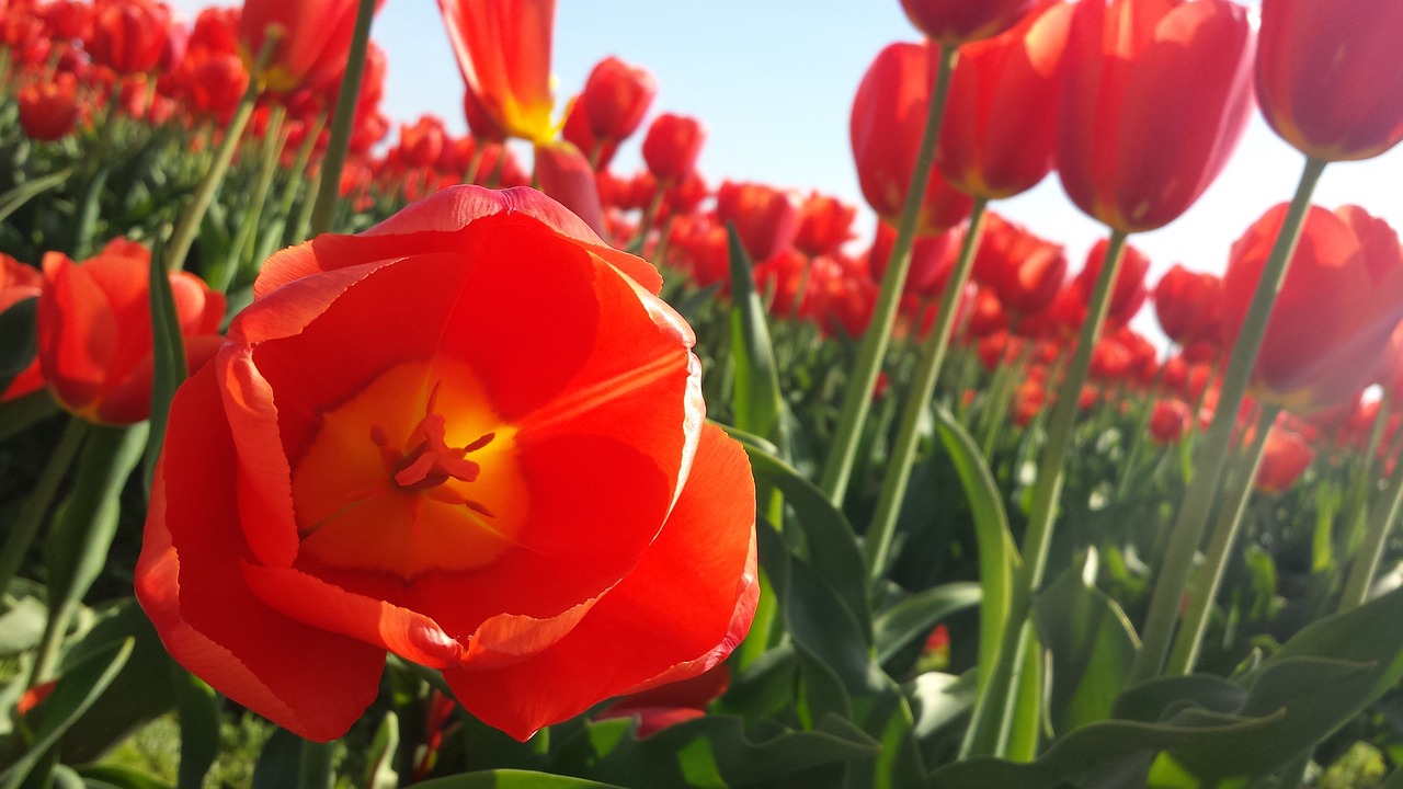 tulip flower spring free photo