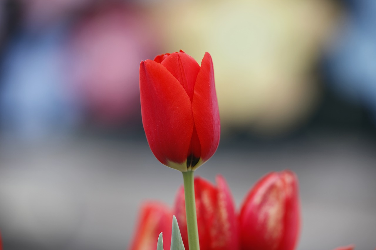 tulip flowers nature free photo