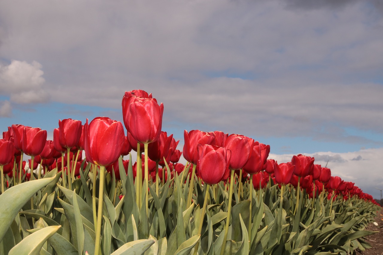 tulip tulip field tulip fields free photo