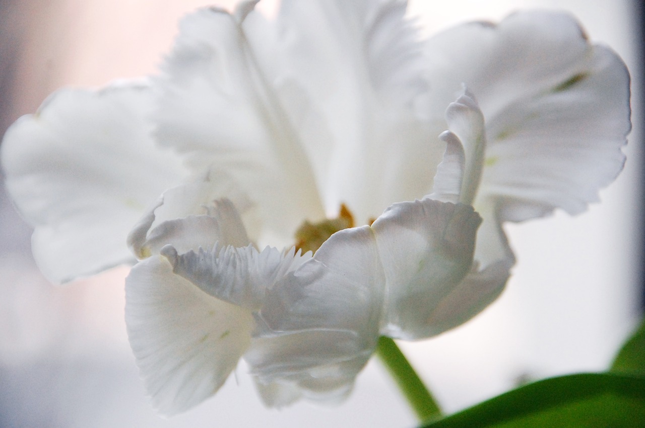 tulip blossom bloom free photo