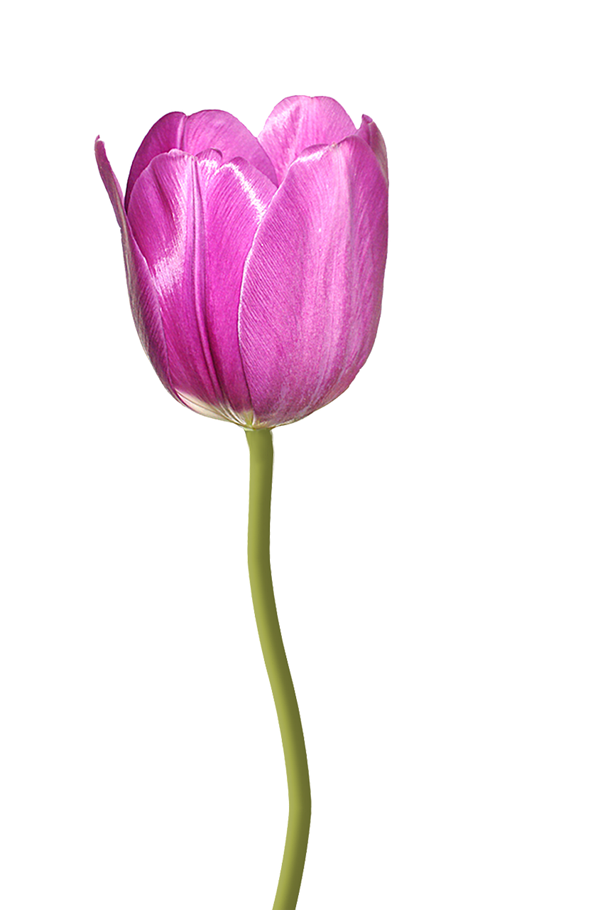 tulip pink flower nature free photo