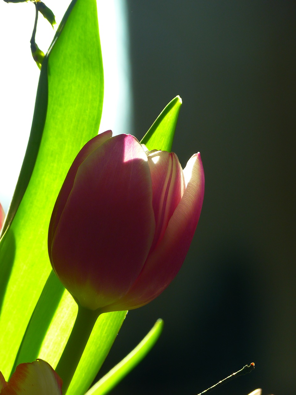 tulip blossom bloom free photo