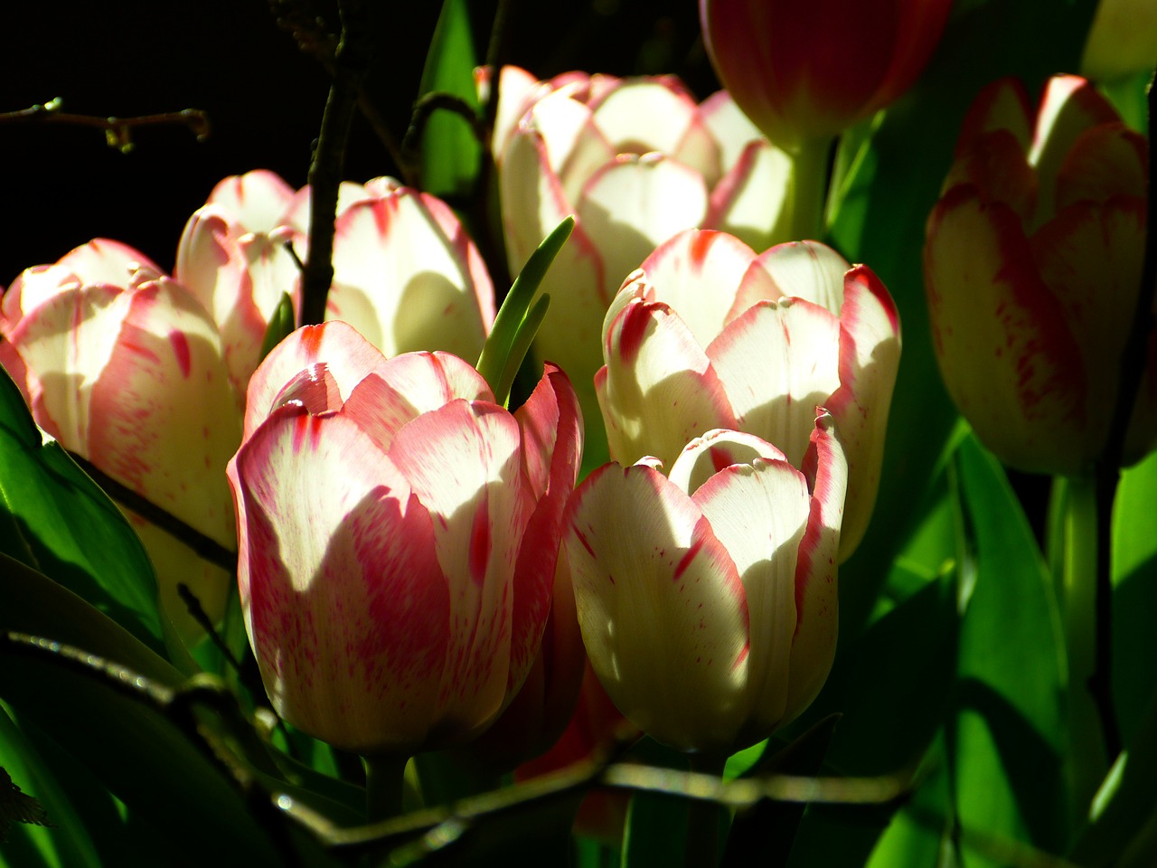 tulip blossom bloom free photo