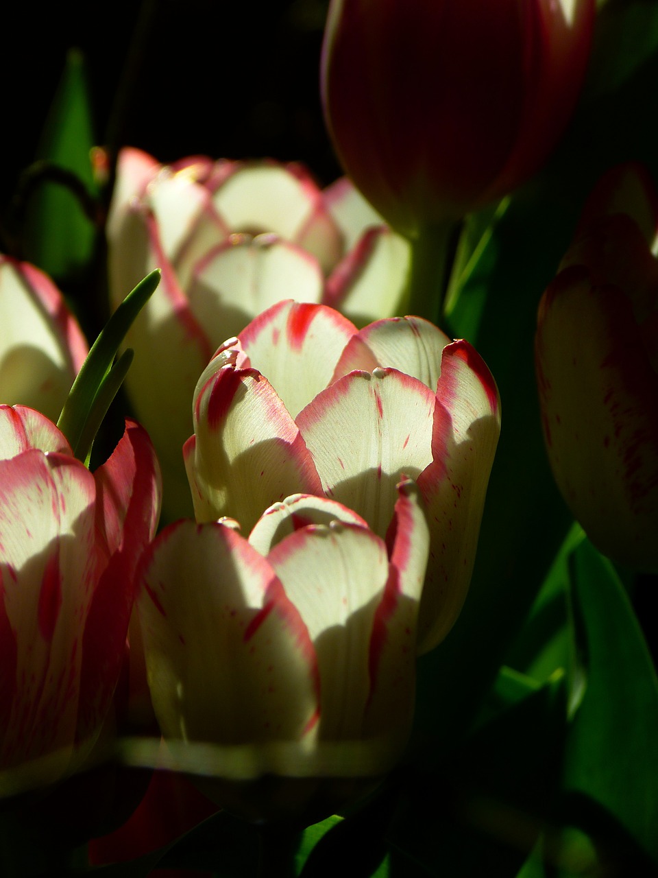 tulip blossom bloom free photo