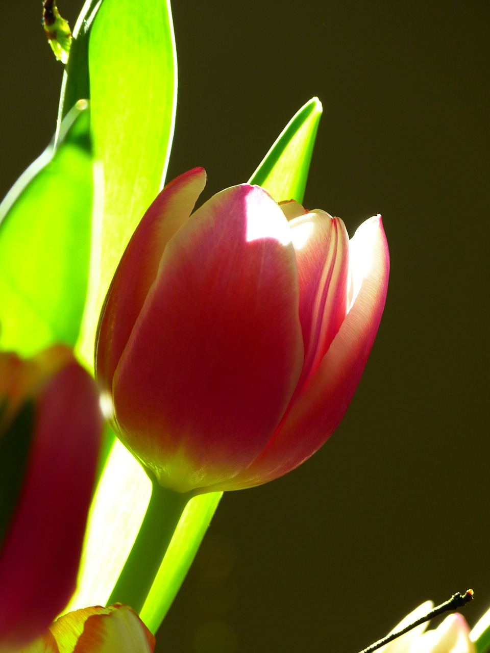 tulip blossom bloom free photo