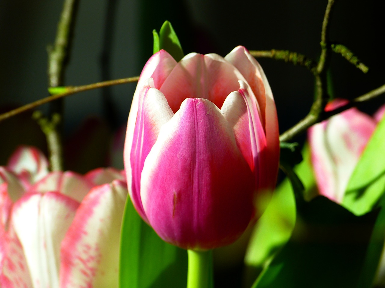 tulip blossom bloom free photo