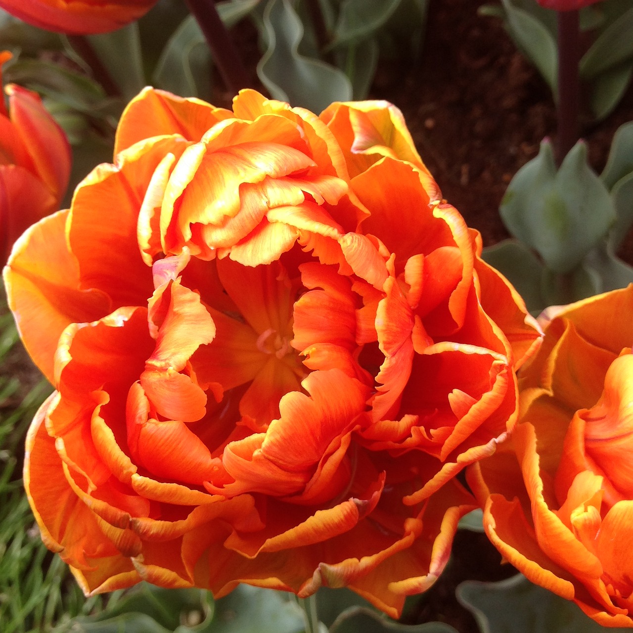 tulip keukenhof garden flower free photo