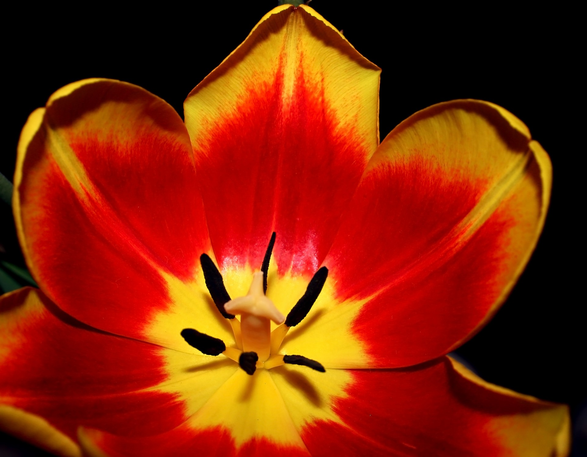 tulip flower amateurpic free photo