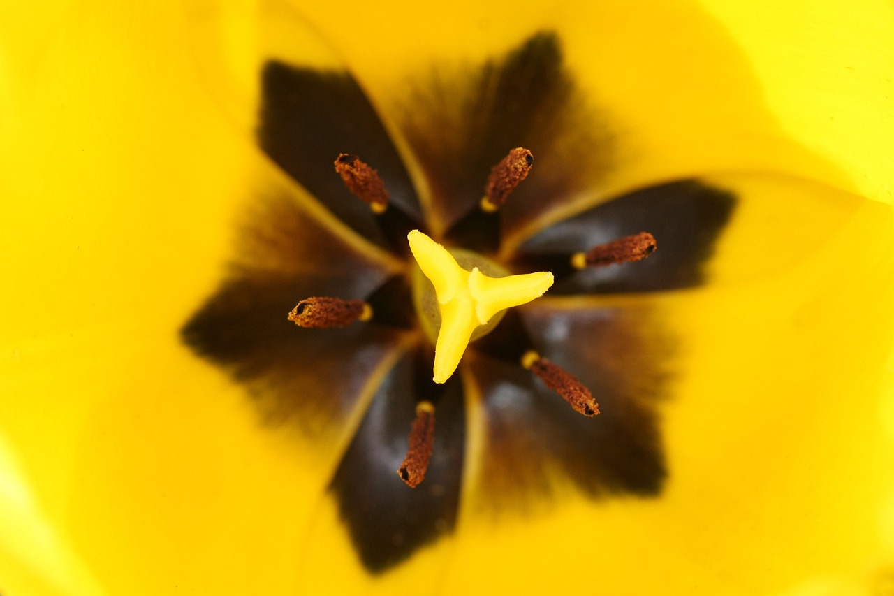 tulip macro yellow free photo