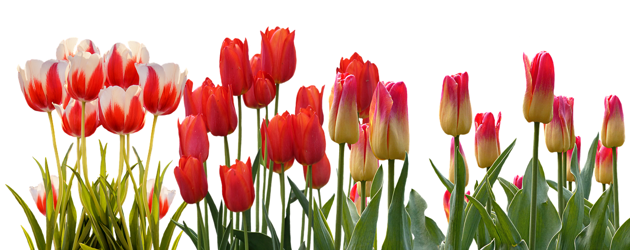 tulip spring nature free photo