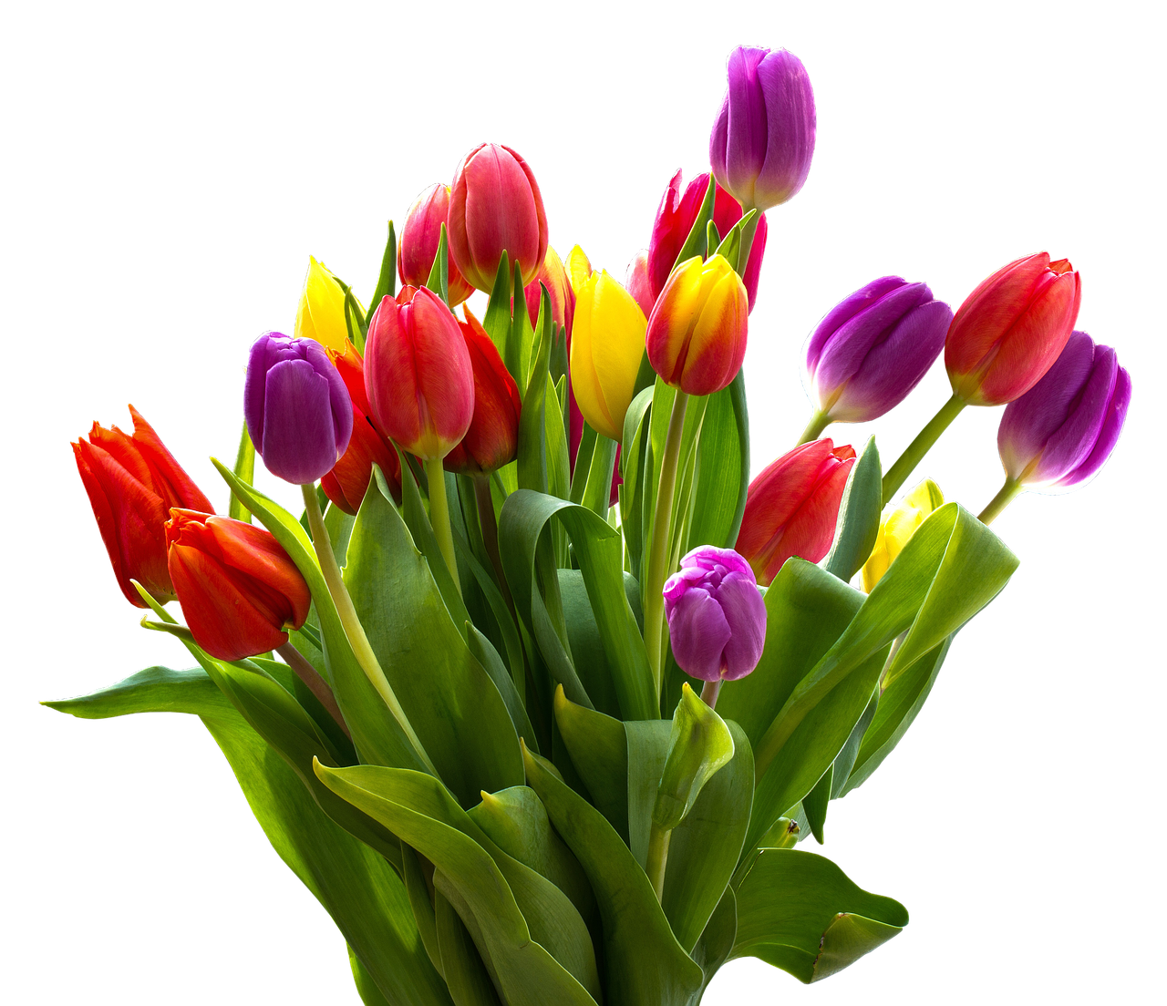 tulip bouquet nature free photo