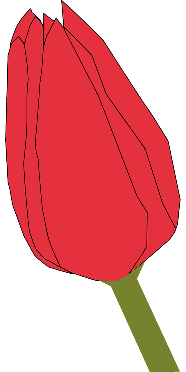 tulip flower bud free photo