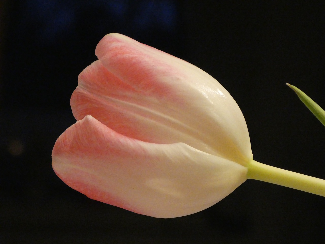 tulip flower tender free photo