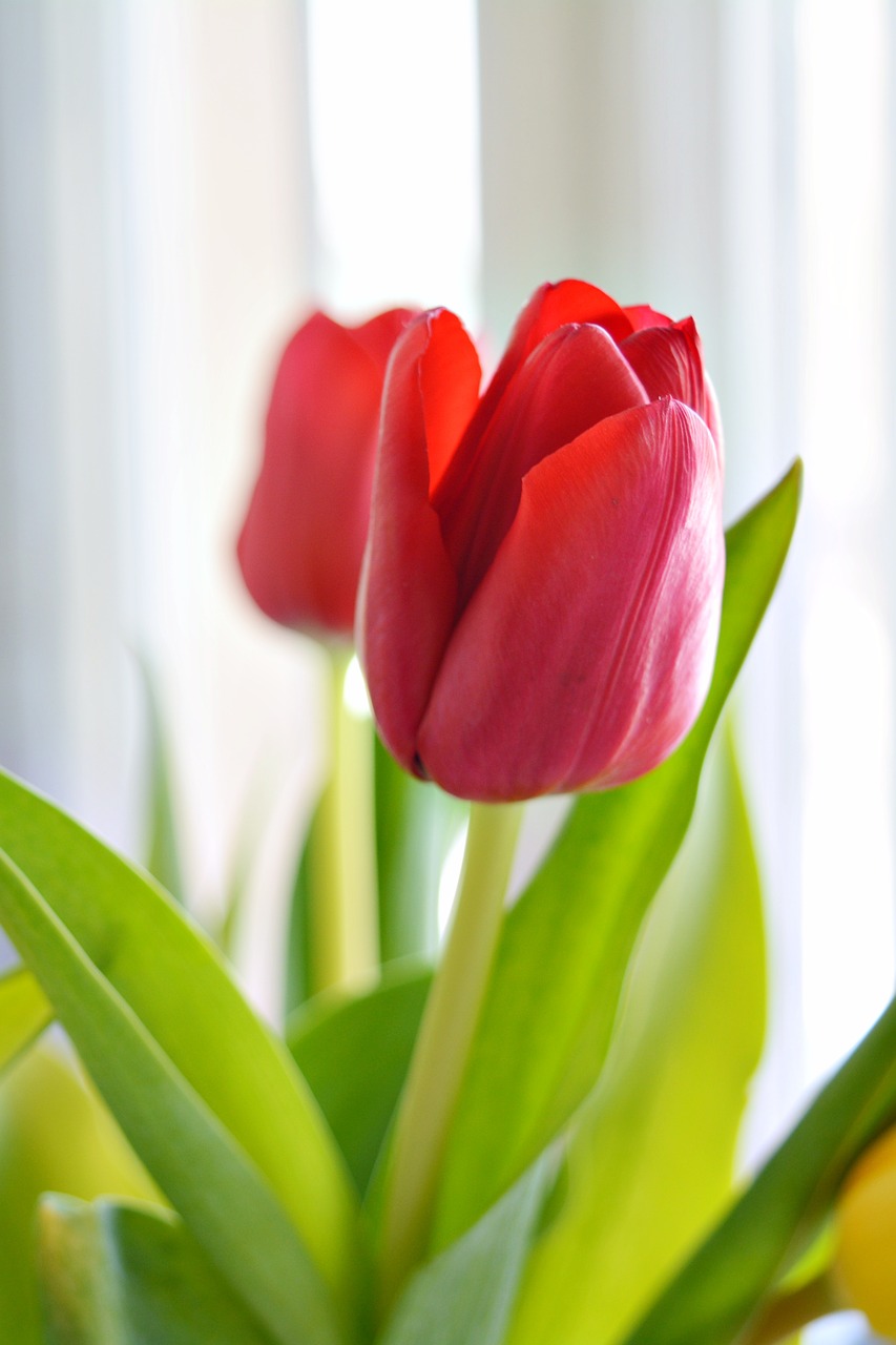 tulip nature plant free photo