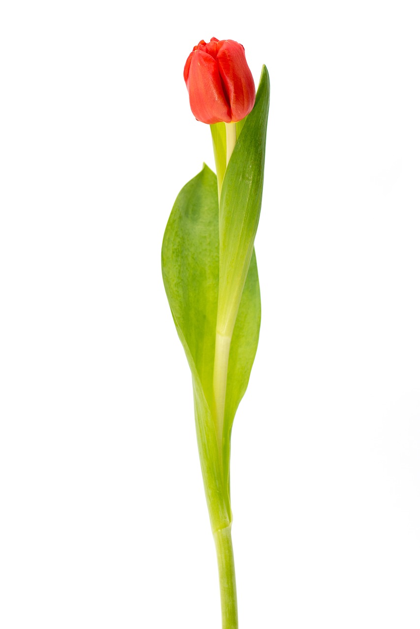 tulip red plant free photo