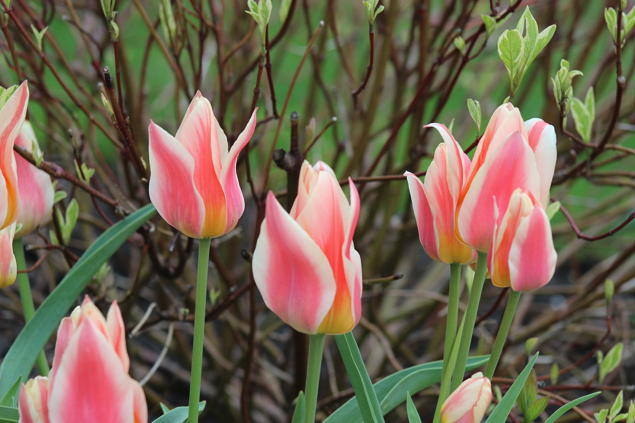 tulip flower nature free photo