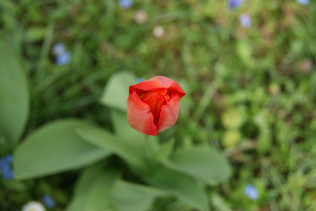 tulip flowers nature free photo