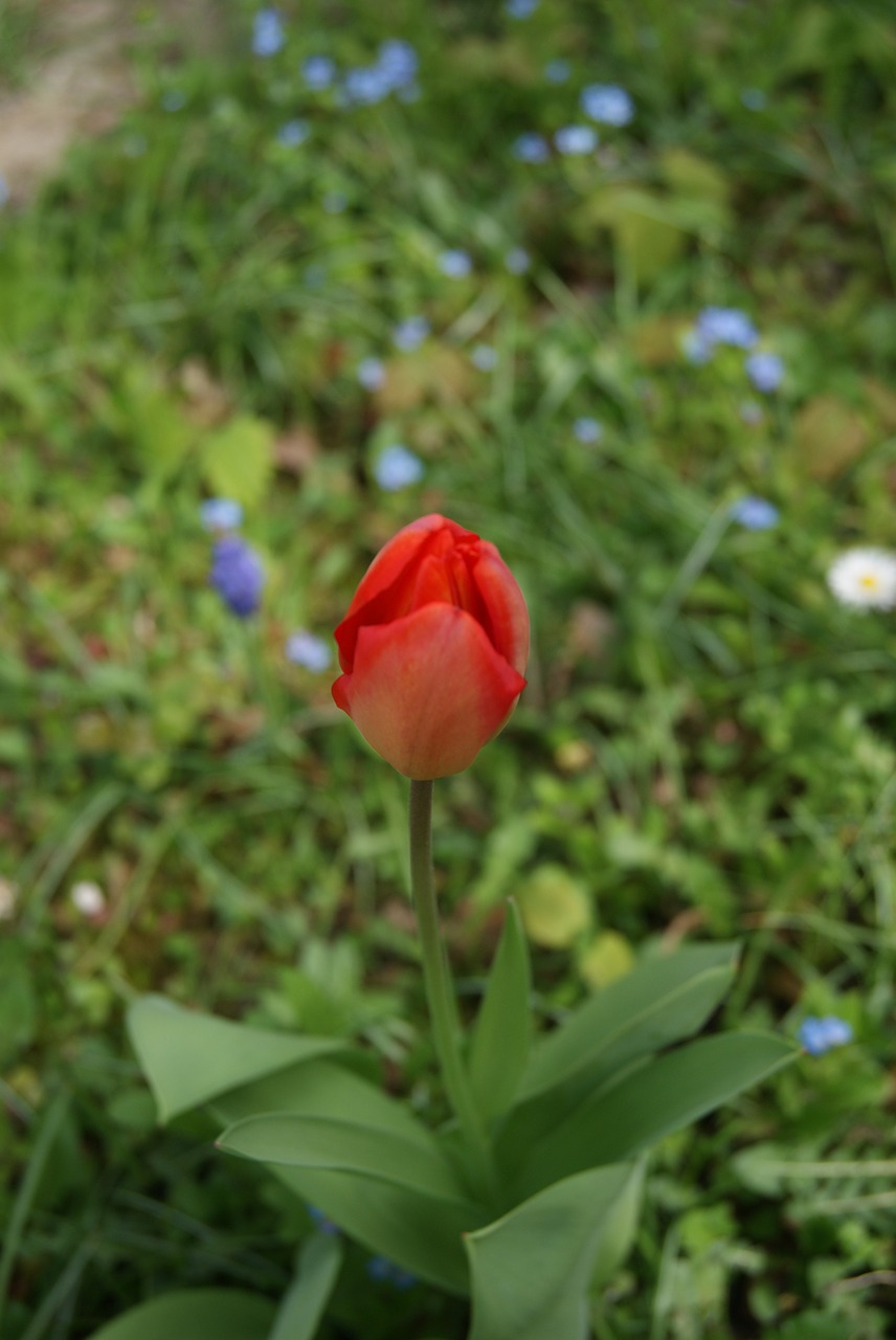 tulip flowers nature free photo