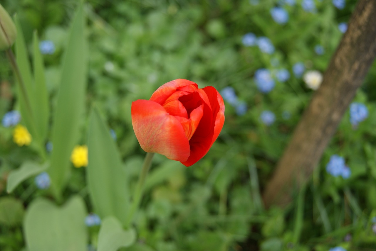 tulip flowers nature free photo