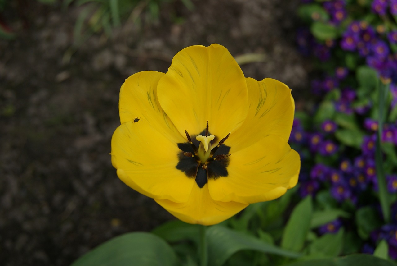 tulip flowers nature free photo