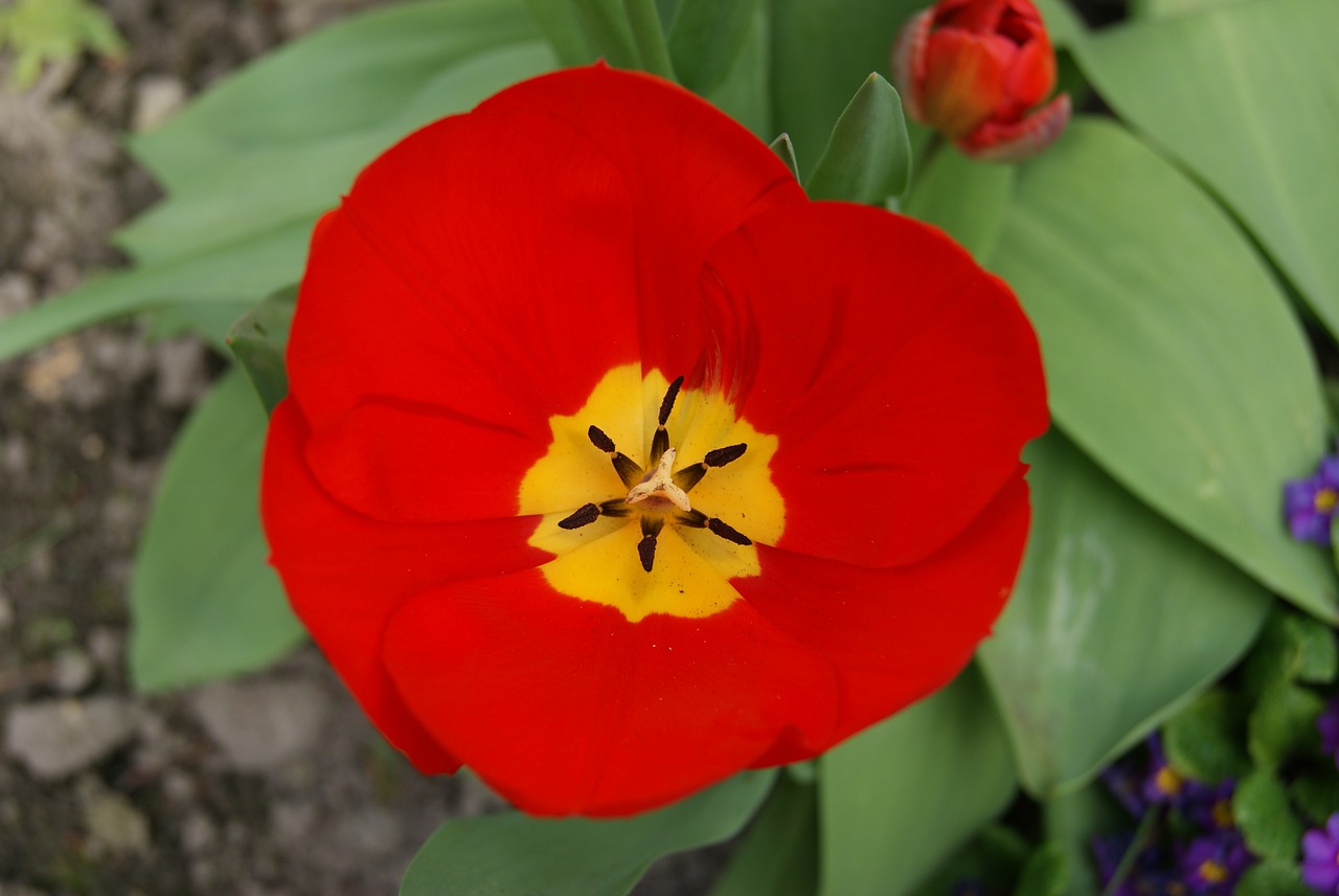 tulip flowers nature free photo