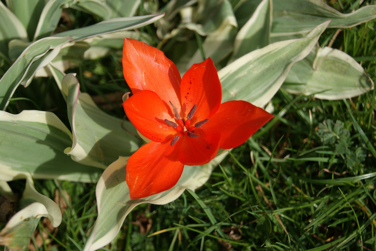 tulip flowers nature free photo