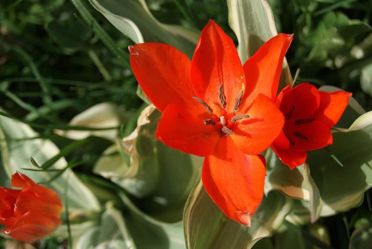 tulip flowers nature free photo