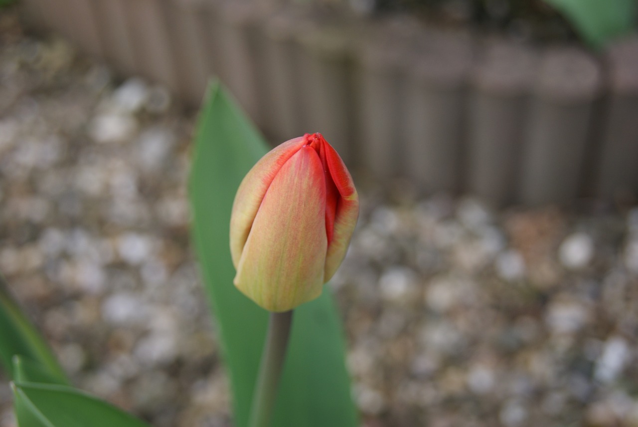 tulip flowers nature free photo