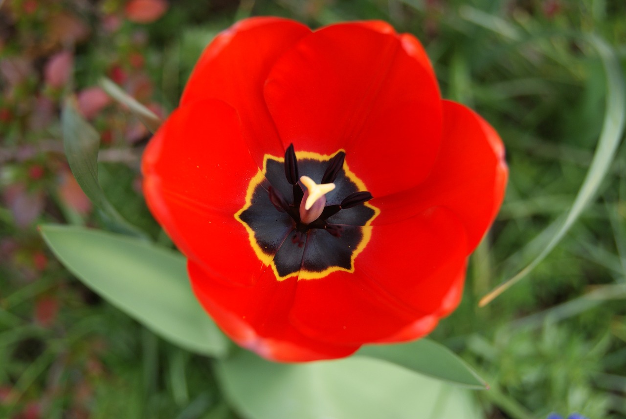 tulip flowers nature free photo