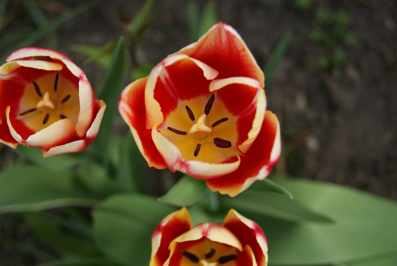 tulip flowers nature free photo