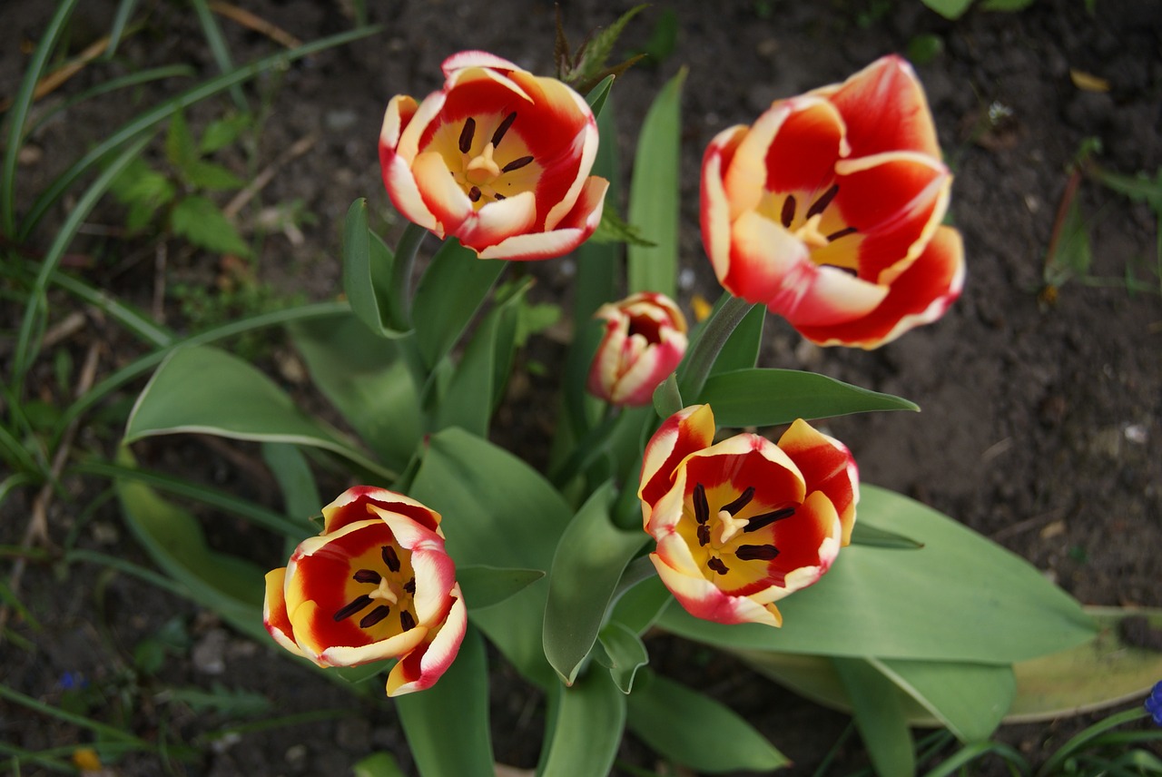 tulip flowers nature free photo