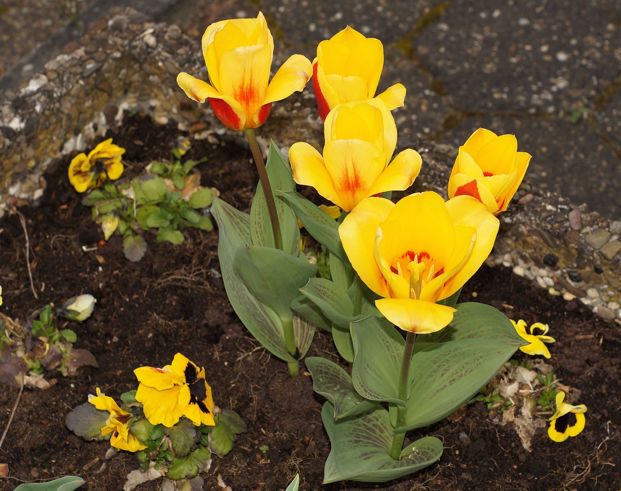 tulip holland spring free photo
