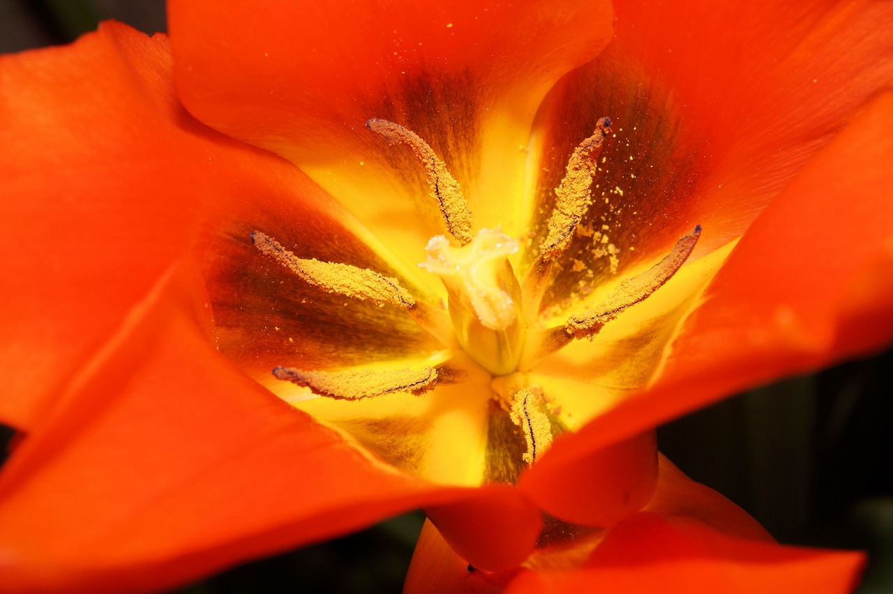 tulip flowers sharpness game free photo