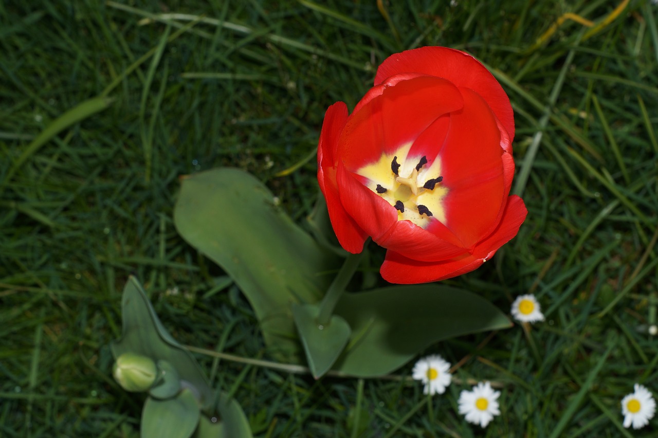 tulip flower lily family free photo