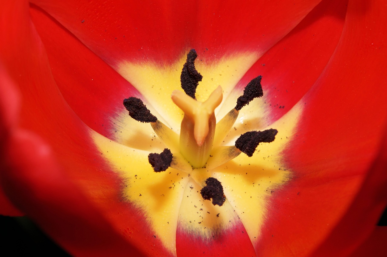 tulip flowers ovary free photo