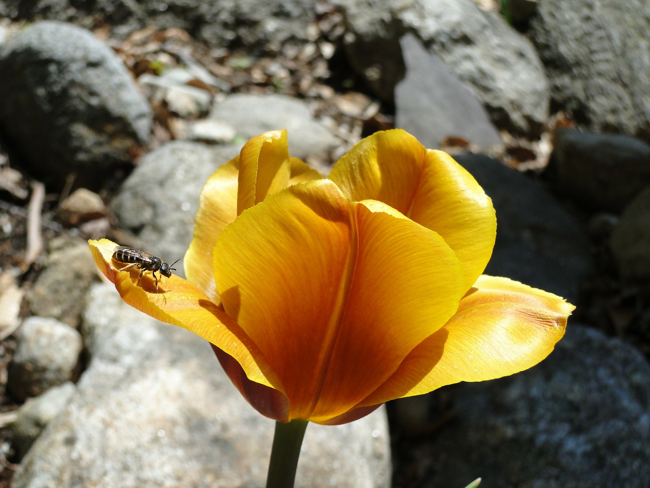 tulip spring flower free photo