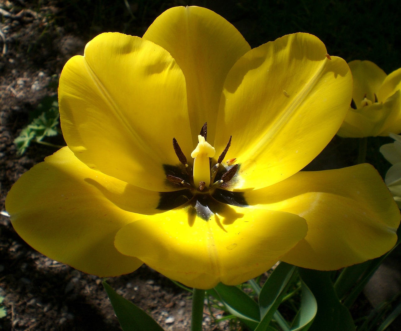 tulip yellow spring free photo