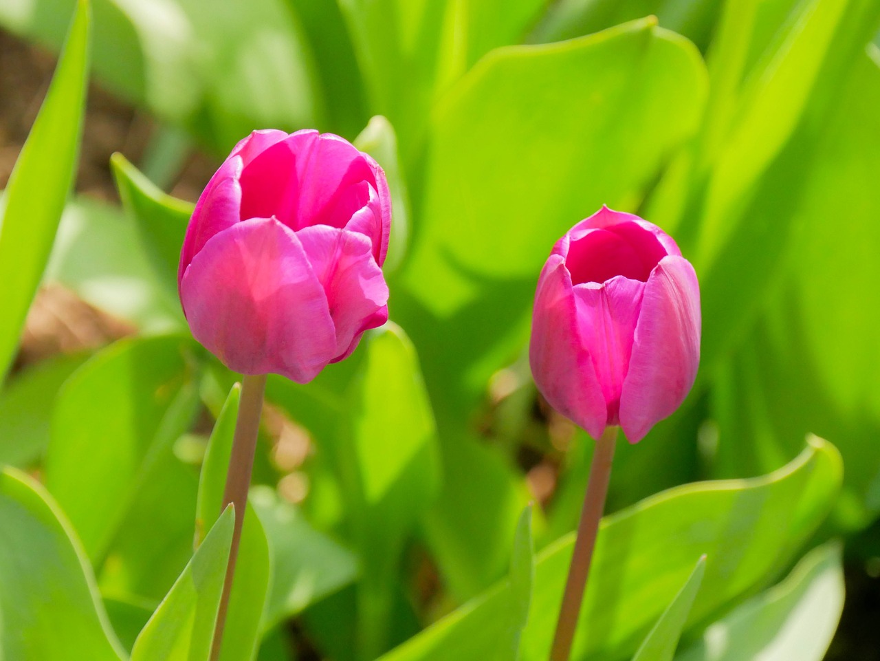 tulip spring easter free photo