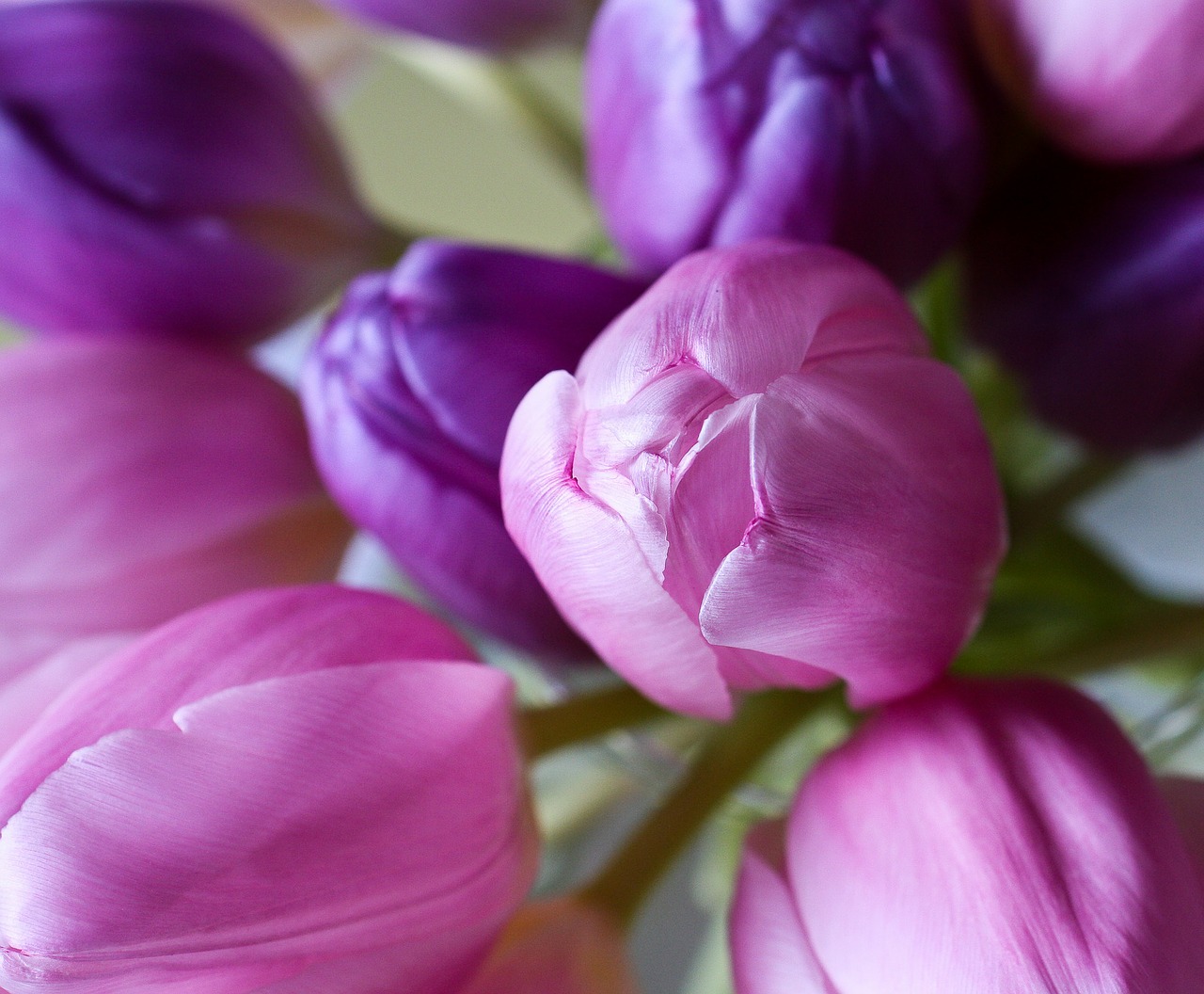 tulip flower blossoms free photo