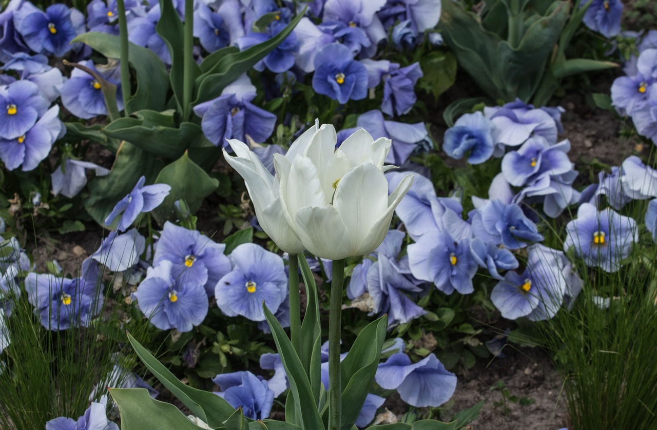 tulip blossom bloom free photo