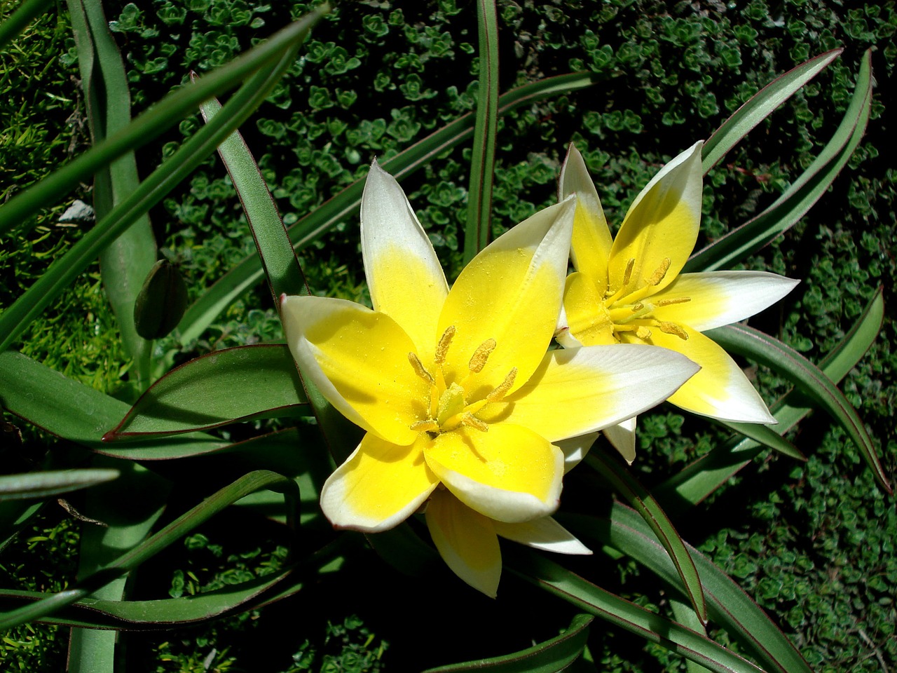 tulip spring flower yellow flower free photo