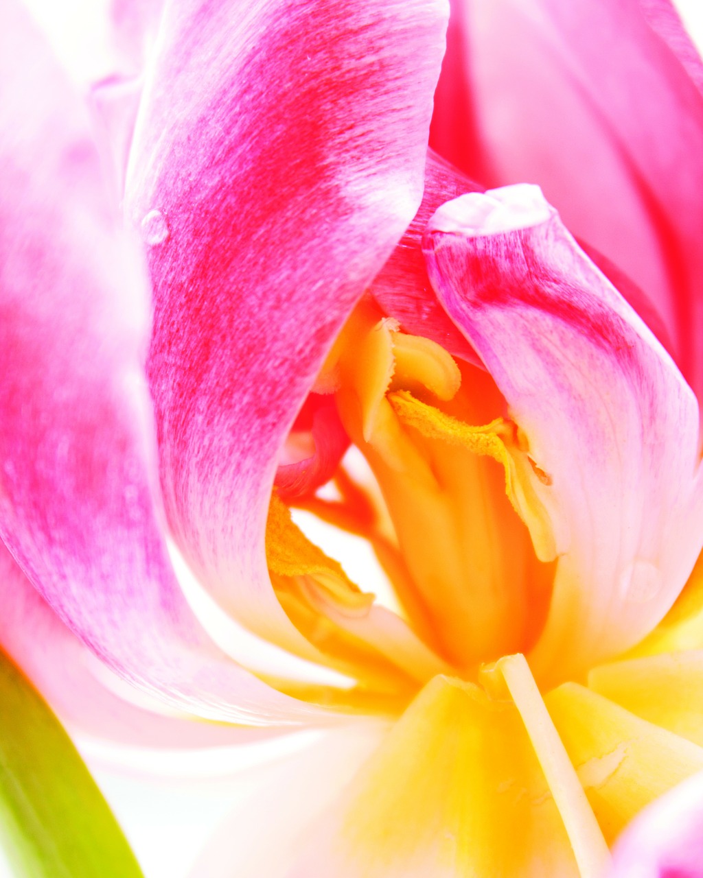 tulip flower blossom free photo