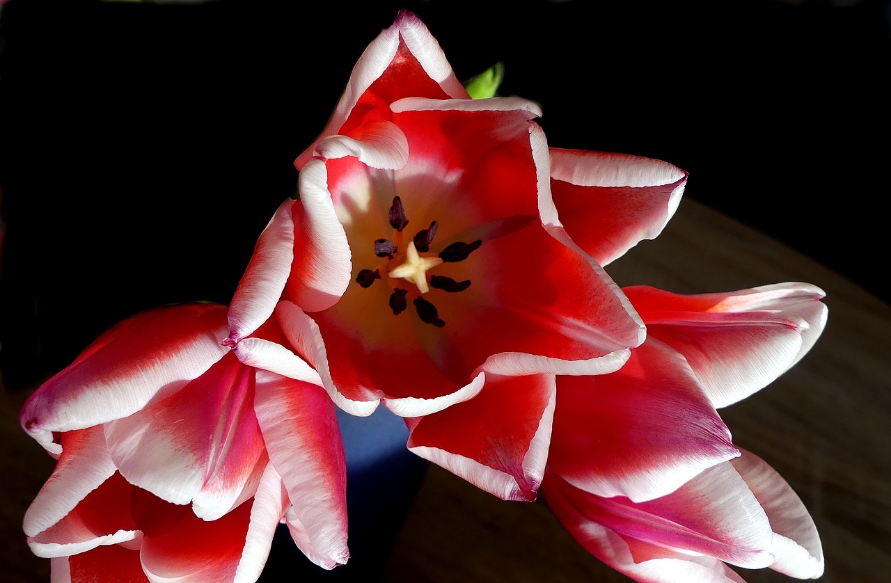 tulip open petals free photo
