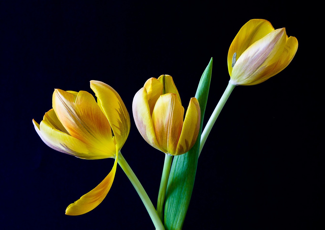 tulip spring flowers free photo