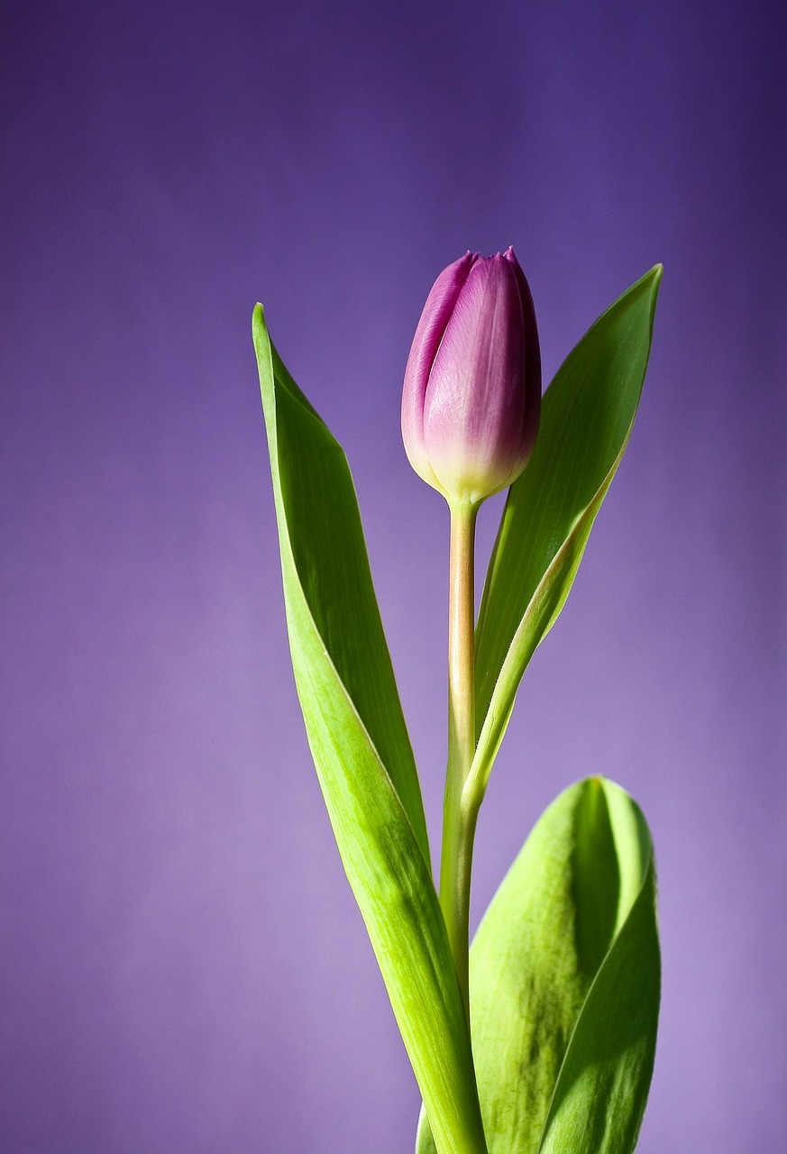 tulip flower bloom free photo