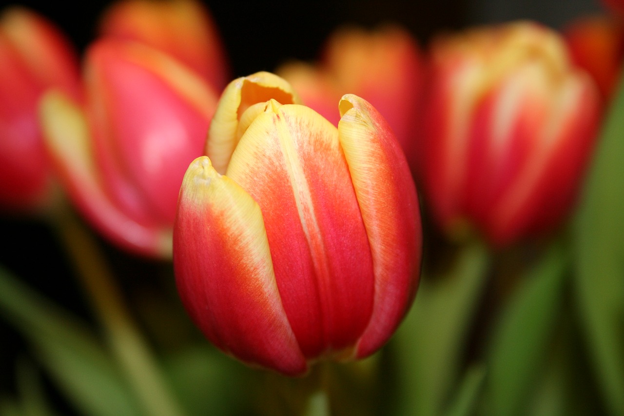 tulip nature free pictures free photo