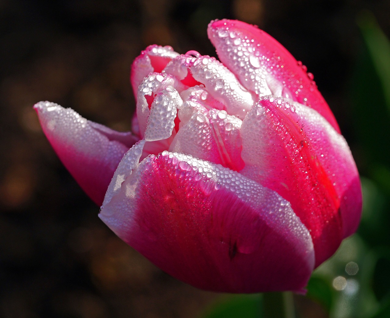 tulip blossom bloom free photo